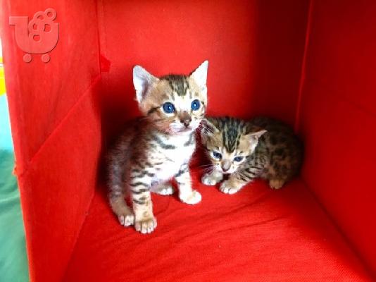Bengal X Kittens